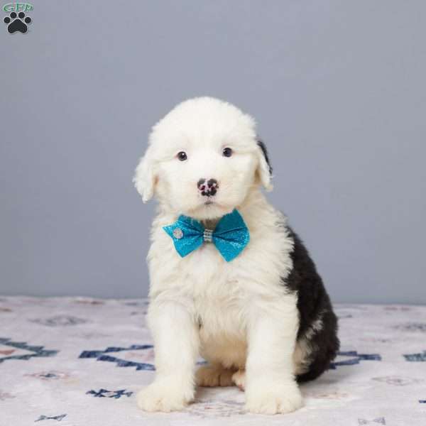 Dallas, Old English Sheepdog Puppy